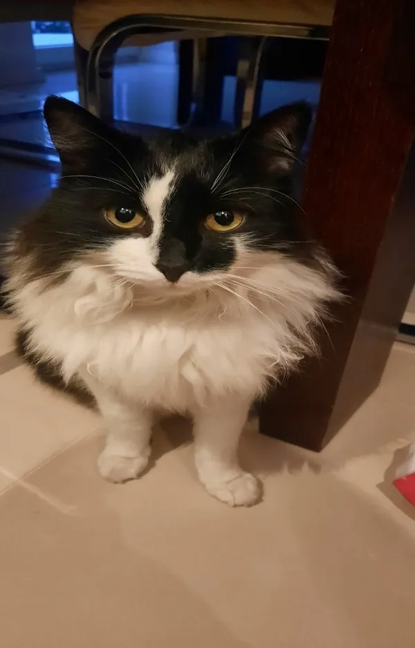 Zaginął kot, Lublin, Konstantynów, 20 marca 2025 (1/2)