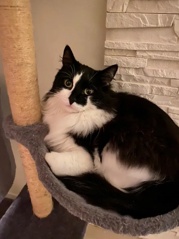 Zaginął kot, Lublin, Konstantynów, 20 marca 2025 (2/2)