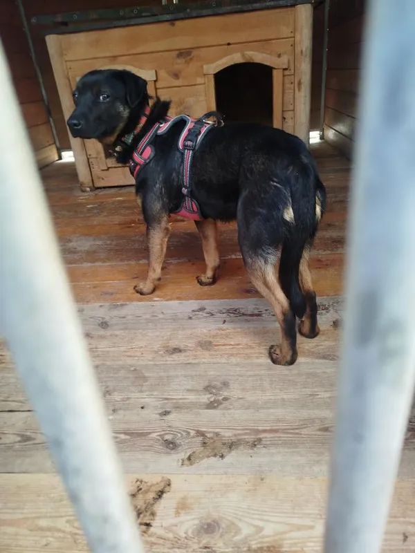 Pies do adopcji, Rytlów, 20 marca 2025