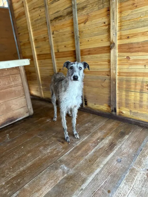 Pies do adopcji, Rytlów, 20 marca 2025