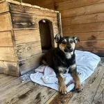 Pies do adopcji