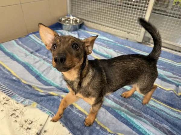 Pies do adopcji, Kraków, 19 marca 2025