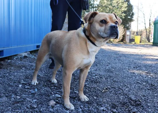 Znaleziono psa, Łódź, 20 marca 2025 (1/3)