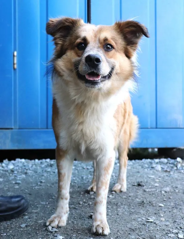 Znaleziono psa, Łódź, 20 marca 2025 (1/2)