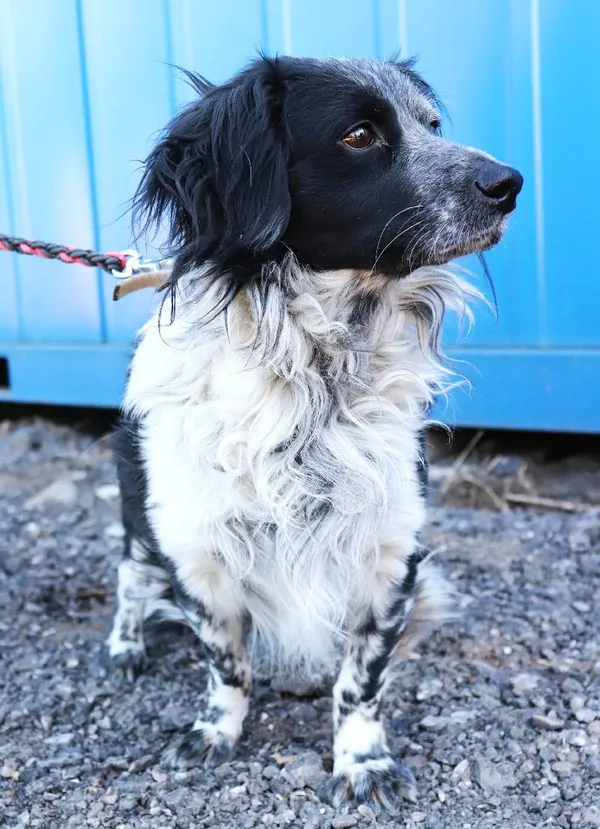 Znaleziono psa, Łódź, 19 marca 2025 (1/4)