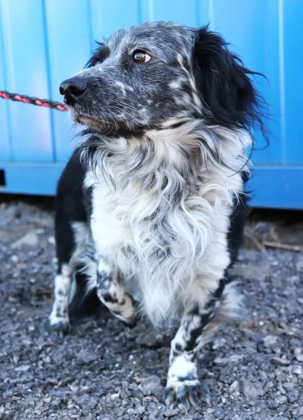 Znaleziono psa, Łódź, 19 marca 2025 (2/4)