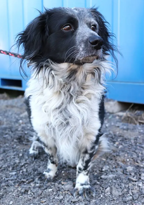 Znaleziono psa, Łódź, 19 marca 2025 (3/4)