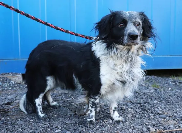 Znaleziono psa, Łódź, 19 marca 2025 (4/4)