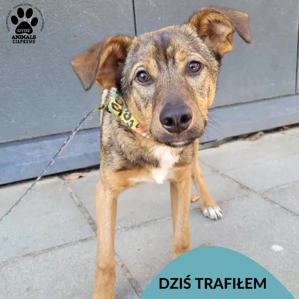 Znaleziono psa, Gdynia, 16 marca 2025