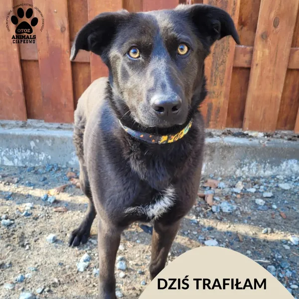 Znaleziono psa, Gdynia, 16 marca 2025