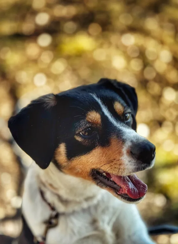 Pies do adopcji, Dłużyna Górna, 20 marca 2025 (1/5)