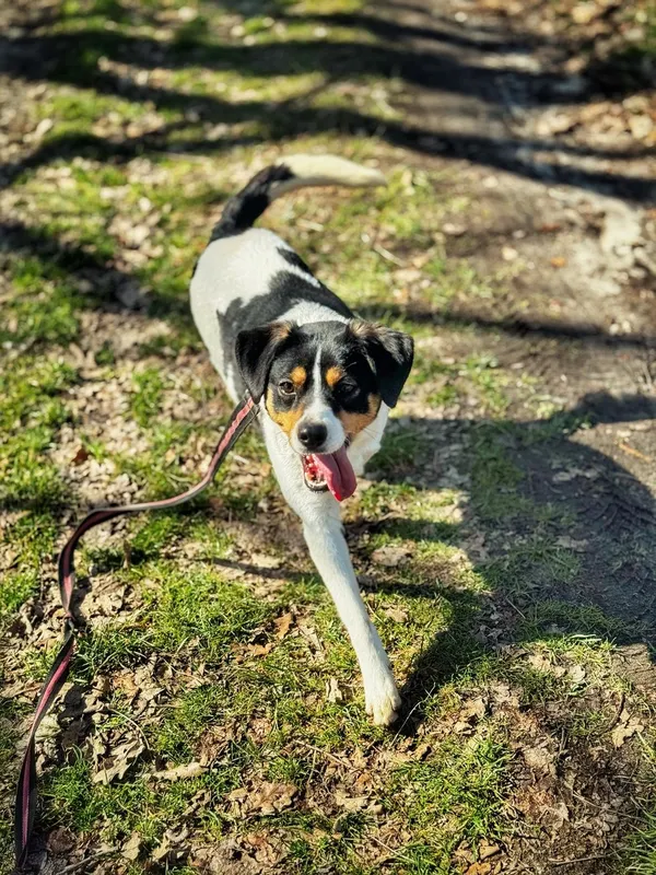 Pies do adopcji, Dłużyna Górna, 20 marca 2025 (2/5)