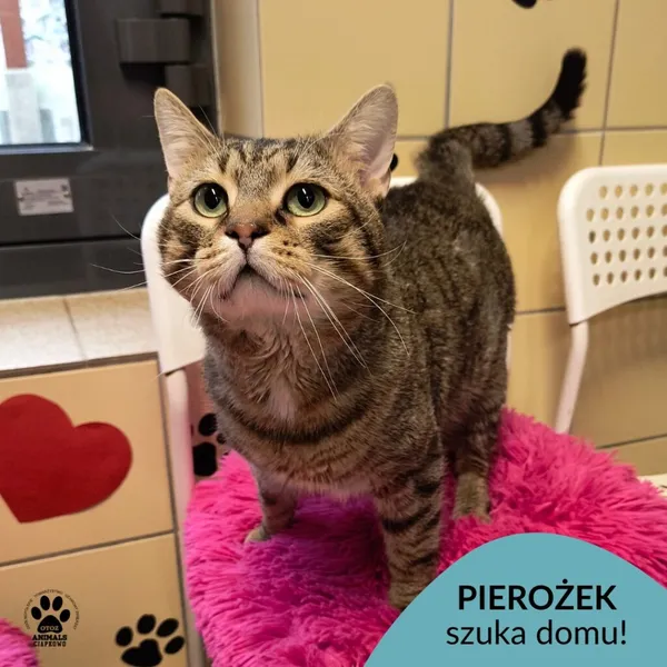 Kot do adopcji, Gdynia, 20 marca 2025 (1/4)