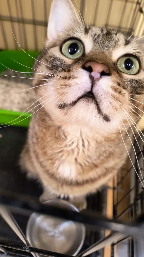 Kot do adopcji, Gdynia, 20 marca 2025 (2/4)