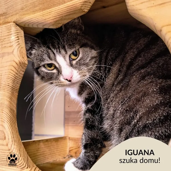 Kot do adopcji, Gdynia, 20 marca 2025