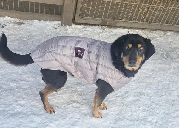 Pies do adopcji, Zgierz, 20 marca 2025 (2/4)