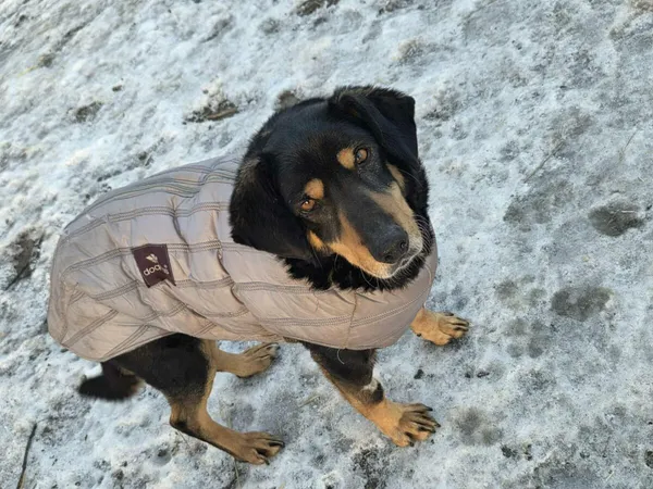 Pies do adopcji, Zgierz, 20 marca 2025 (3/4)