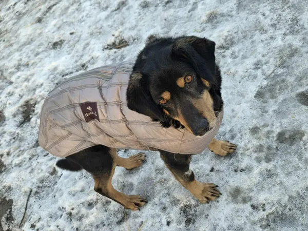 Pies do adopcji, Zgierz, 20 marca 2025 (4/4)