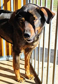 Znaleziono psa, Siedlce, 17 marca 2025