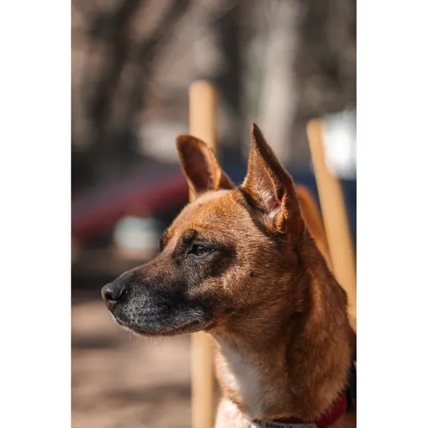 Znaleziono psa, Białystok, 8 marca 2025 (1/3)