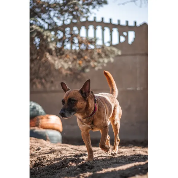 Znaleziono psa, Białystok, 8 marca 2025 (2/3)