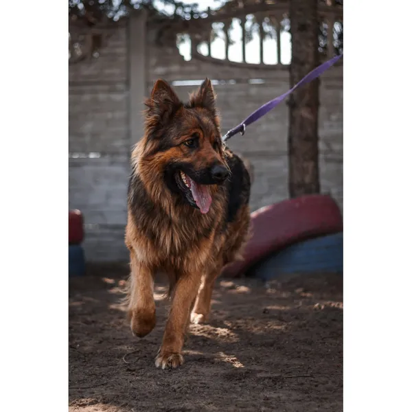 Znaleziono psa, Białystok, 14 marca 2025 (2/3)