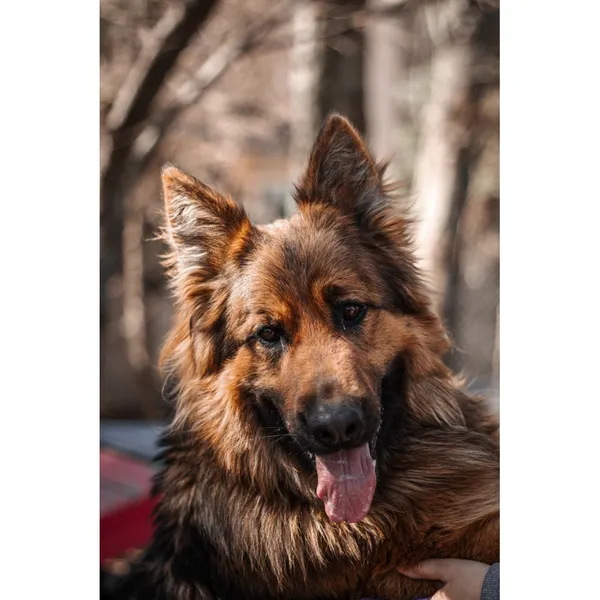 Znaleziono psa, Białystok, 14 marca 2025 (3/3)