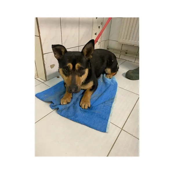 Znaleziono psa, Białystok, 19 marca 2025