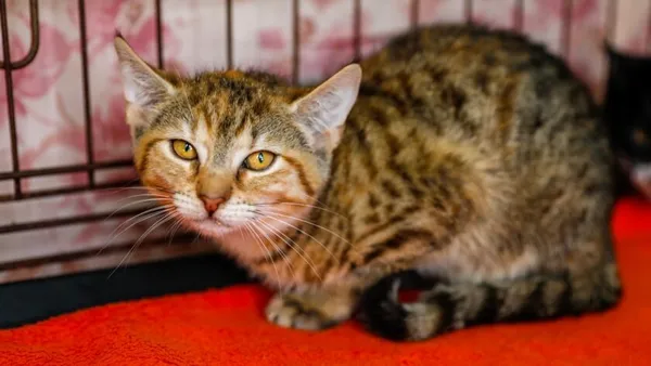 Kot do adopcji, Elbląg, 2 września 2024