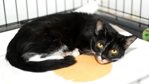 Kot do adopcji, Elbląg, 2 sierpnia 2024 (1/3)