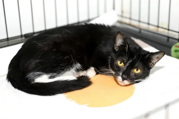 Kot do adopcji, Elbląg, 2 sierpnia 2024 (2/3)