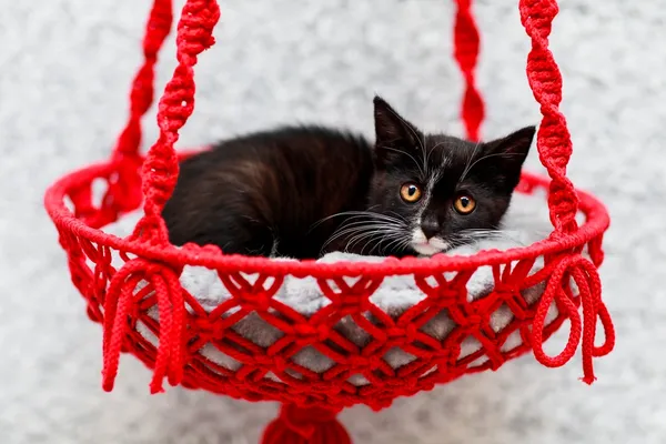 Kot do adopcji, Elbląg, 2 sierpnia 2024 (3/3)