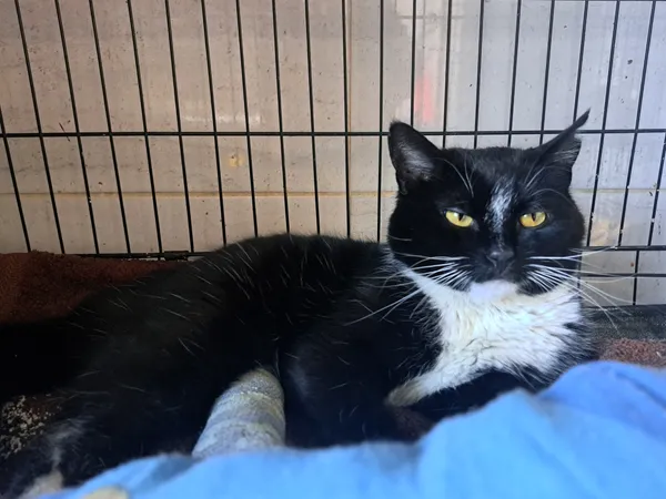 Znaleziono kota, Sosnowiec, 26 lutego 2025