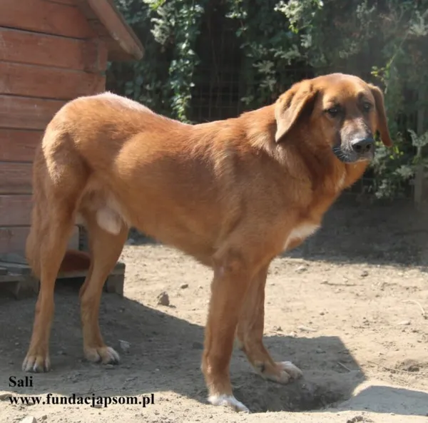 Pies do adopcji, Nowy Dwór Mazowiecki, 20 marca 2025 (3/5)