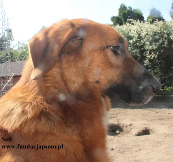 Pies do adopcji, Nowy Dwór Mazowiecki, 20 marca 2025 (4/5)