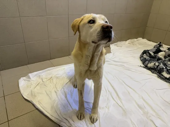 Pies do adopcji, Kraków, 6 marca 2025