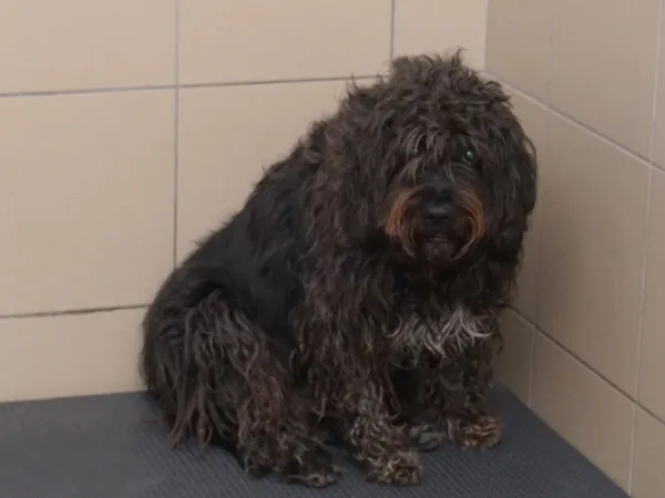 Pies do adopcji, Kraków, 6 marca 2025