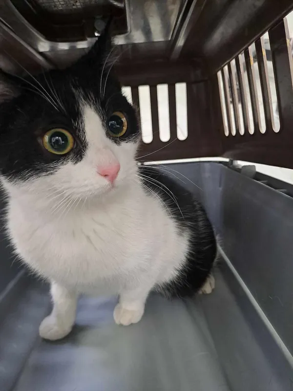 Kot do adopcji, Olsztyn, 28 lutego 2025