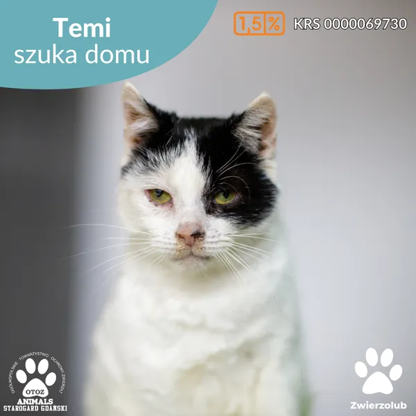 Kot do adopcji, Starogard Gdański, 21 marca 2025 (1/4)
