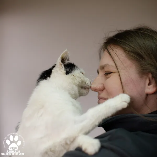 Kot do adopcji, Starogard Gdański, 21 marca 2025 (2/4)
