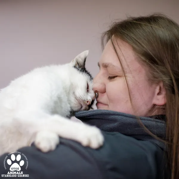 Kot do adopcji, Starogard Gdański, 21 marca 2025 (4/4)
