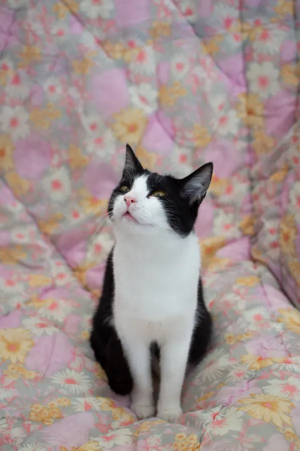 Kot do adopcji, Sosnowiec, 20 marca 2025 (2/3)