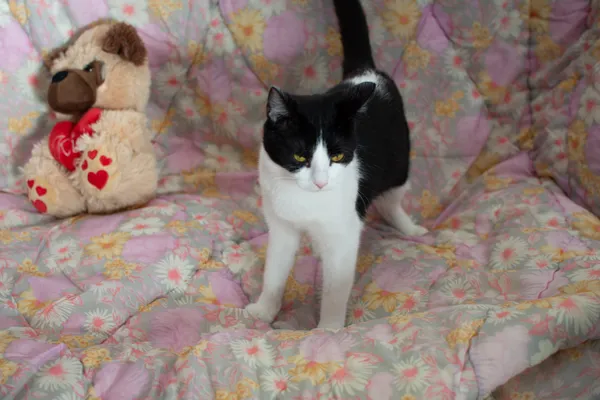 Kot do adopcji, Sosnowiec, 20 marca 2025 (3/3)