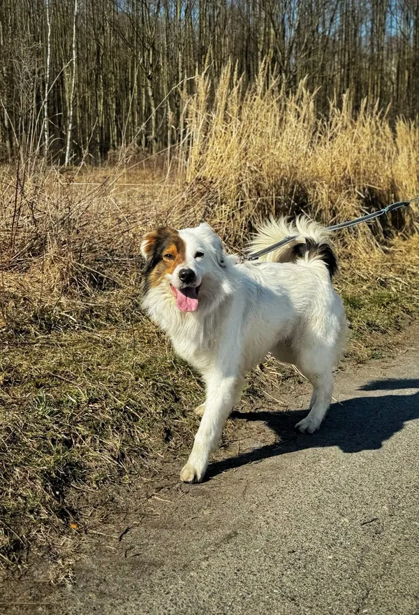 Pies do adopcji, Dłużyna Górna, 21 marca 2025 (2/5)
