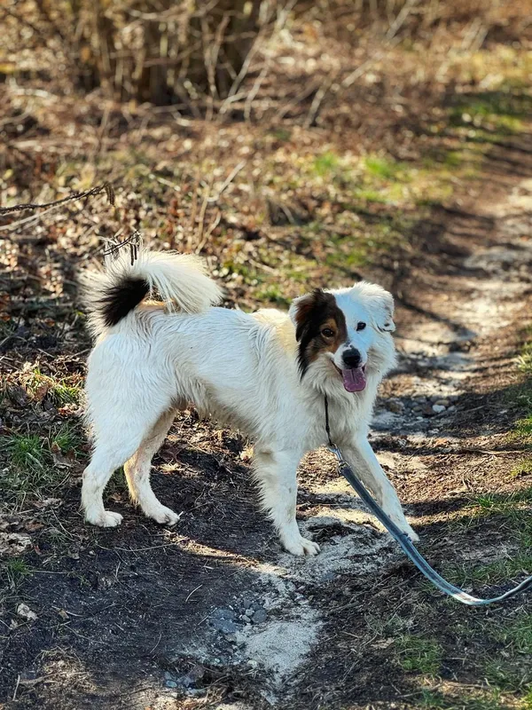 Pies do adopcji, Dłużyna Górna, 21 marca 2025 (3/5)