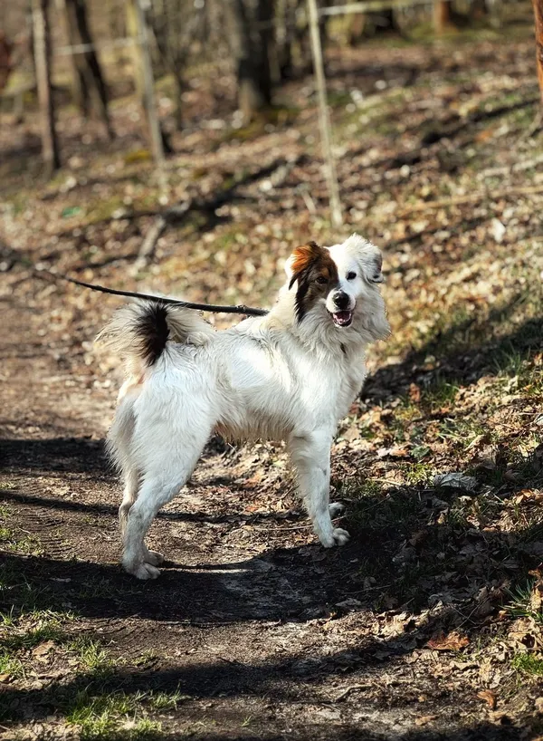 Pies do adopcji, Dłużyna Górna, 21 marca 2025 (4/5)