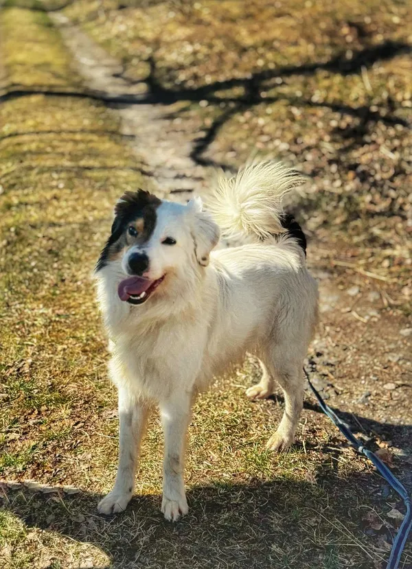 Pies do adopcji, Dłużyna Górna, 21 marca 2025 (5/5)