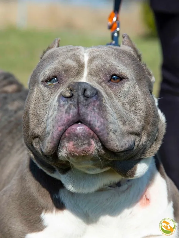 Znaleziono psa, Skałowo, 21 marca 2025 (1/3)