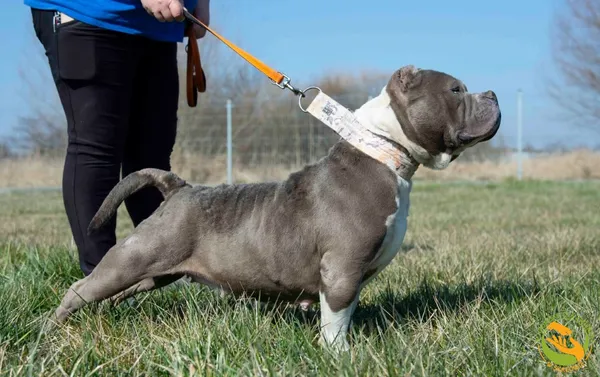 Znaleziono psa, Skałowo, 21 marca 2025 (3/3)