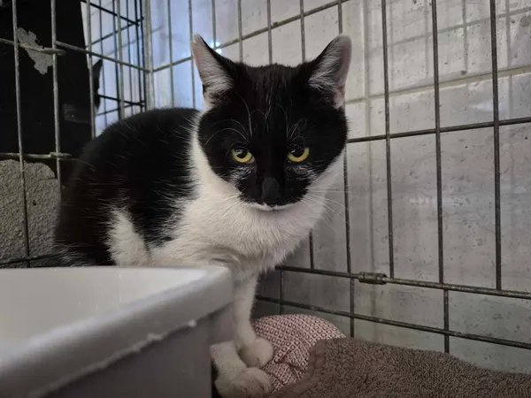 Znaleziono kota, Sosnowiec, 18 marca 2025